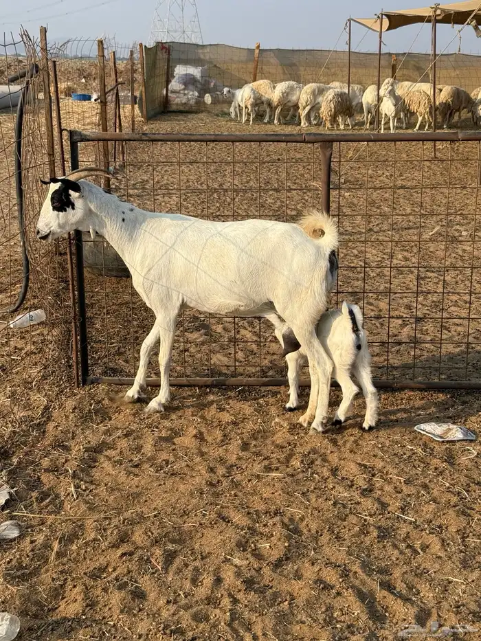 عنز بيشيه والد تبارك الرحمن 1