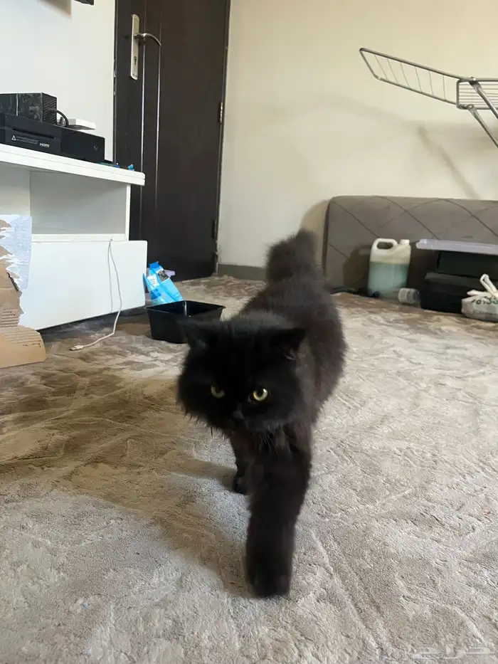 قطه للتبني 5