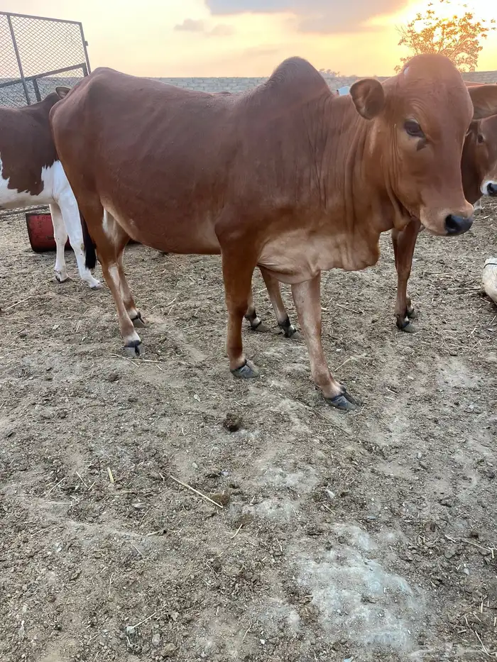 حسلان. بلدي. 21