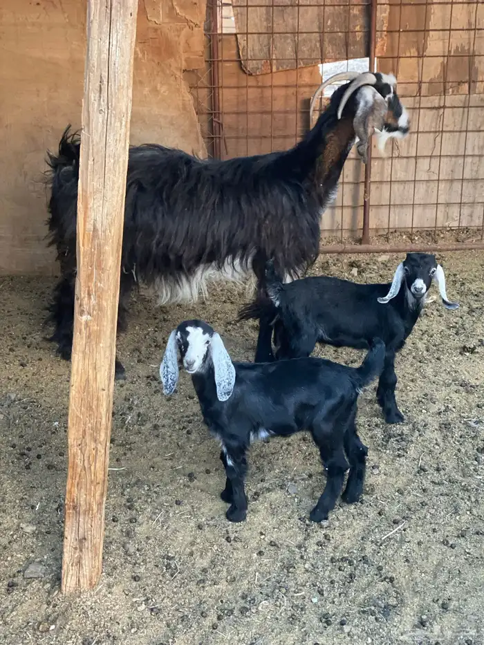 للبيع عنز متاومه بتيس وجفره 0