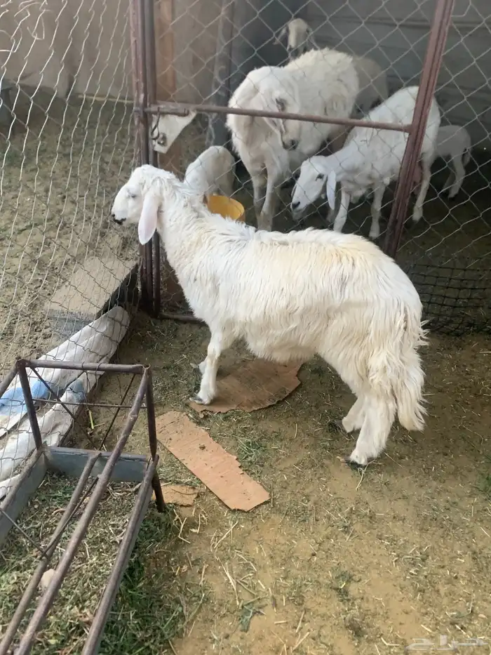 خروف فل فل ماشالله 0