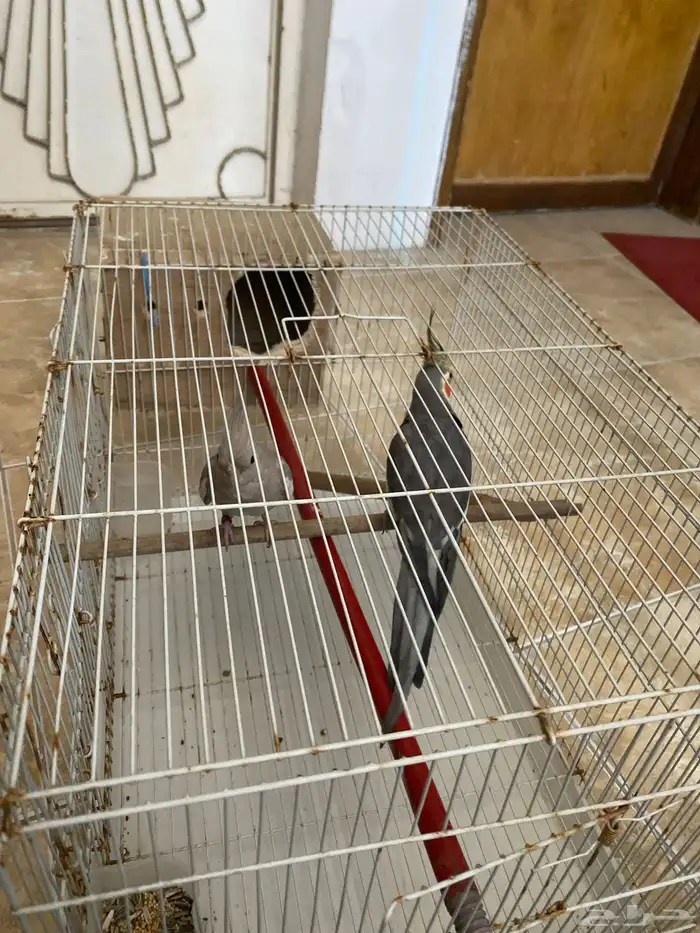 كروان جوز ع السوم مافيهم إلا العافيه سبب البيع متجاهلهم 2