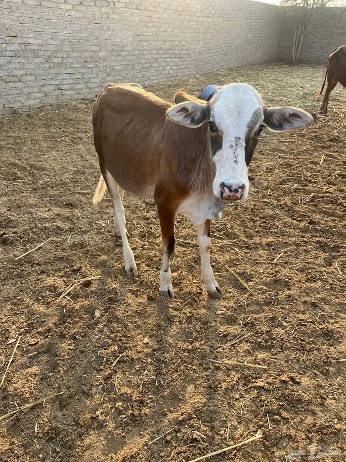 حسلان. بلدي. 6