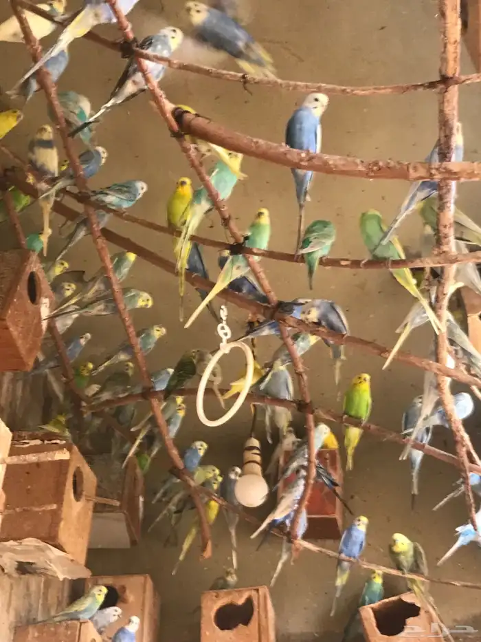 عشت طيور حب منتجه الحد الفرده ب 65 ريال البيع جمله للجميع 3