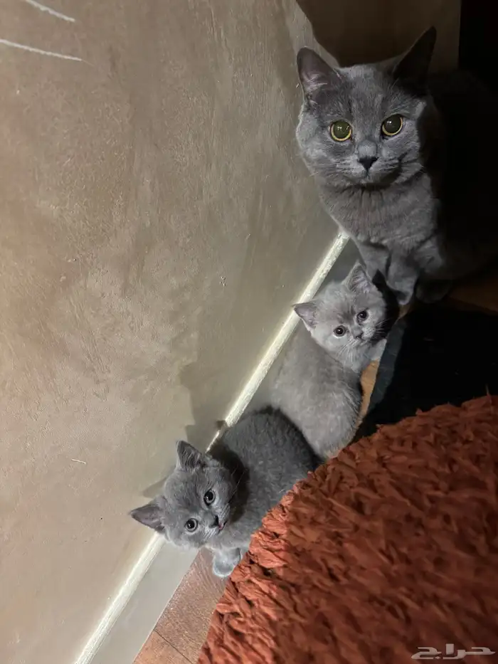قطط صغار للبيع 1