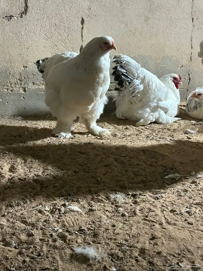 طقم دجاج براهما كولومبي ابيض صك مستوى توب 1