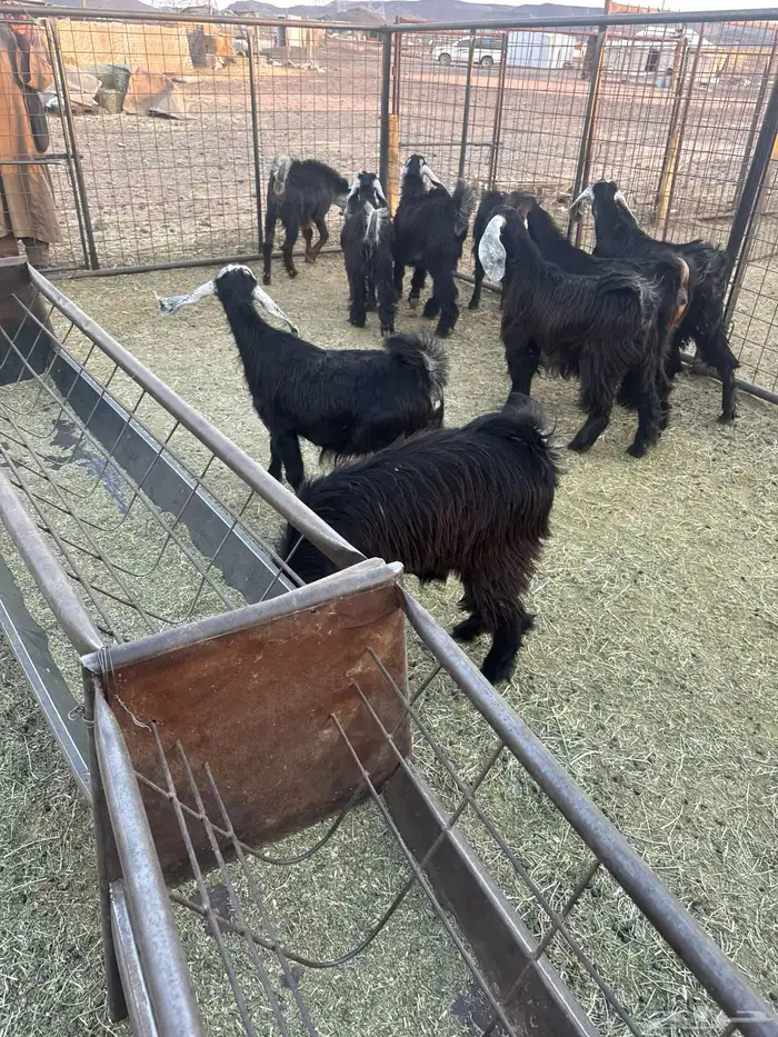 جفار مقنوي 3