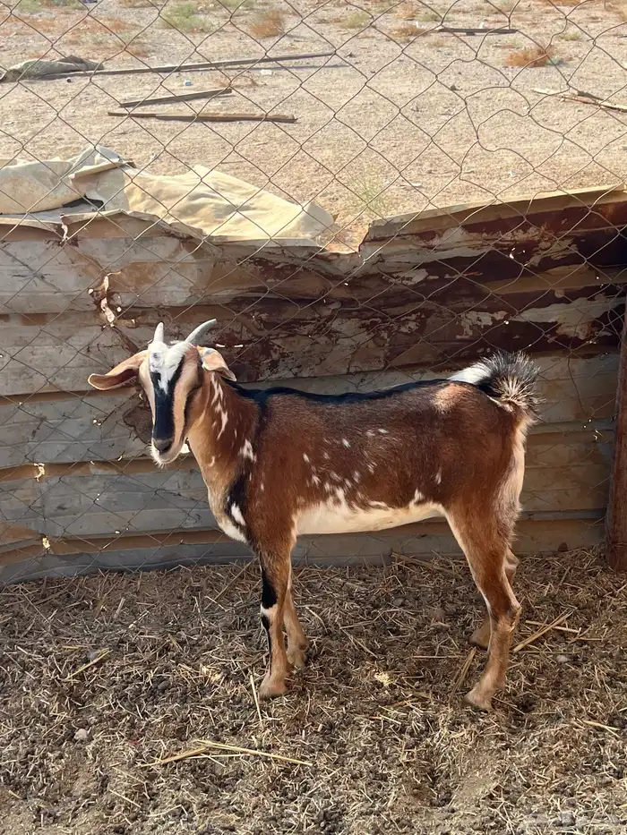 جفره جنوبيه 0