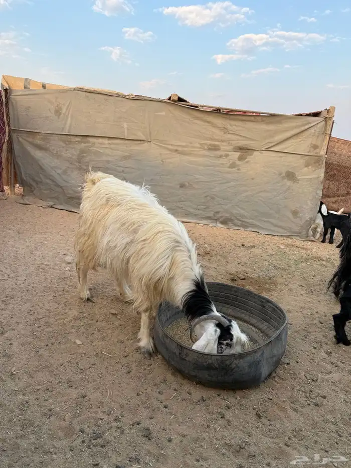 معزا متابيع حليب وافر 3