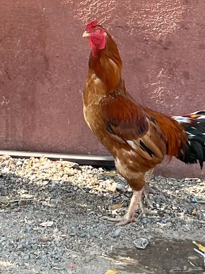 مكه المكرمه جعرانه 2