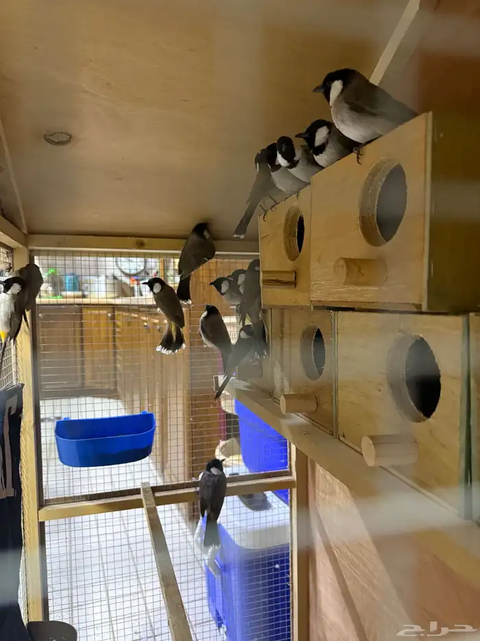 طيور بلابل طير بلبل 2