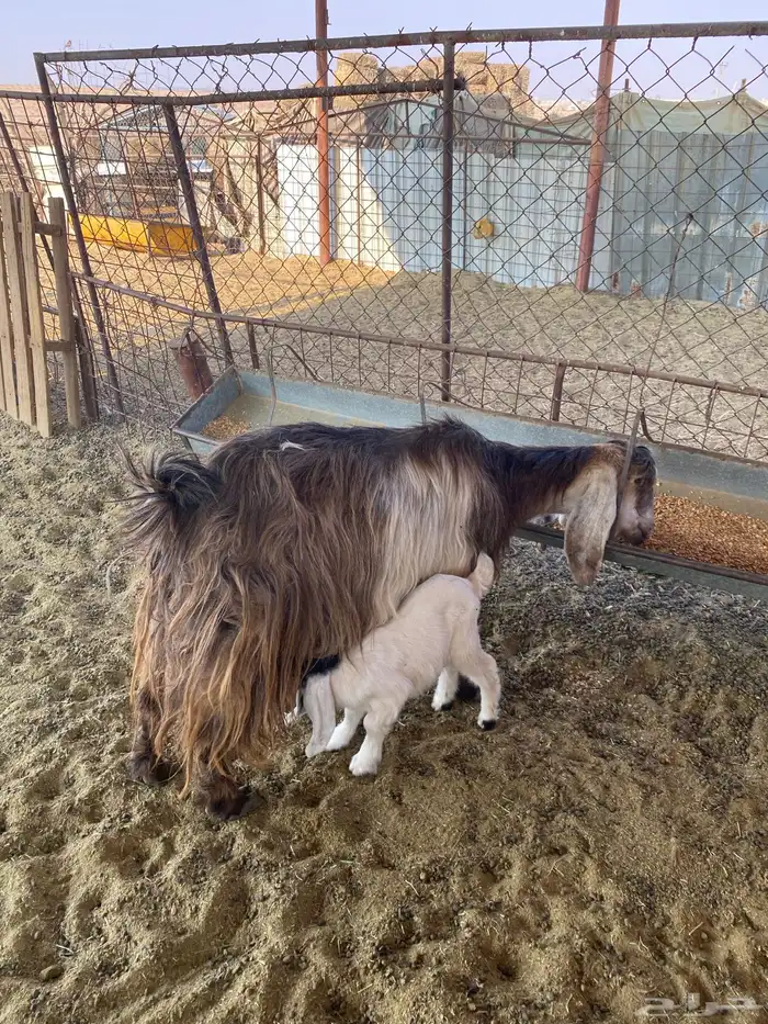 عنز والد معها توم 0