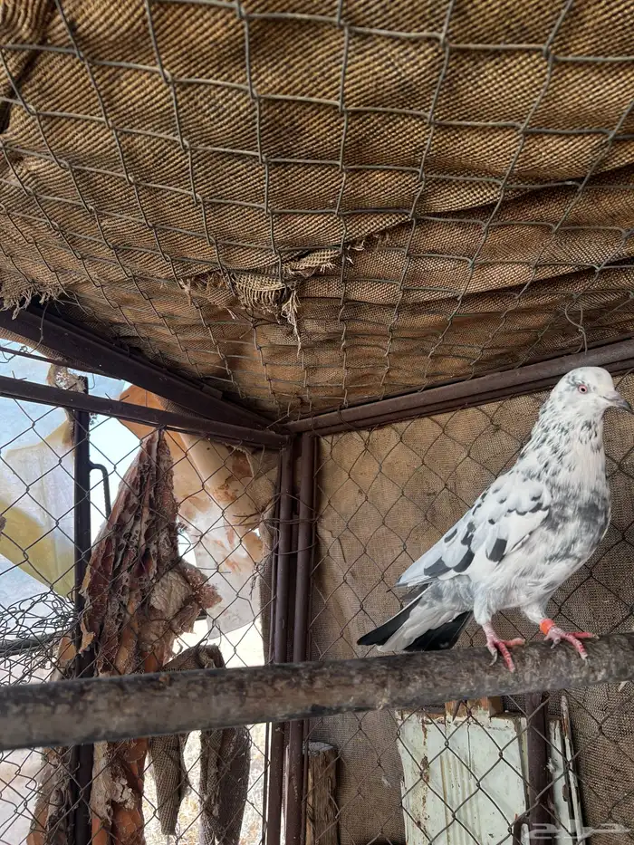 قلابي اخرش 3