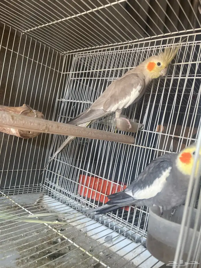 جوز باكستاني جوز هولاندي روز منتجين العدد 4 3