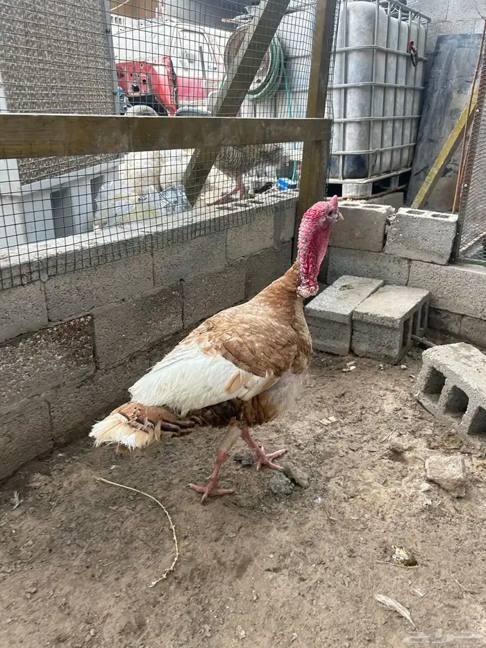 للبيع ديك رومي 1