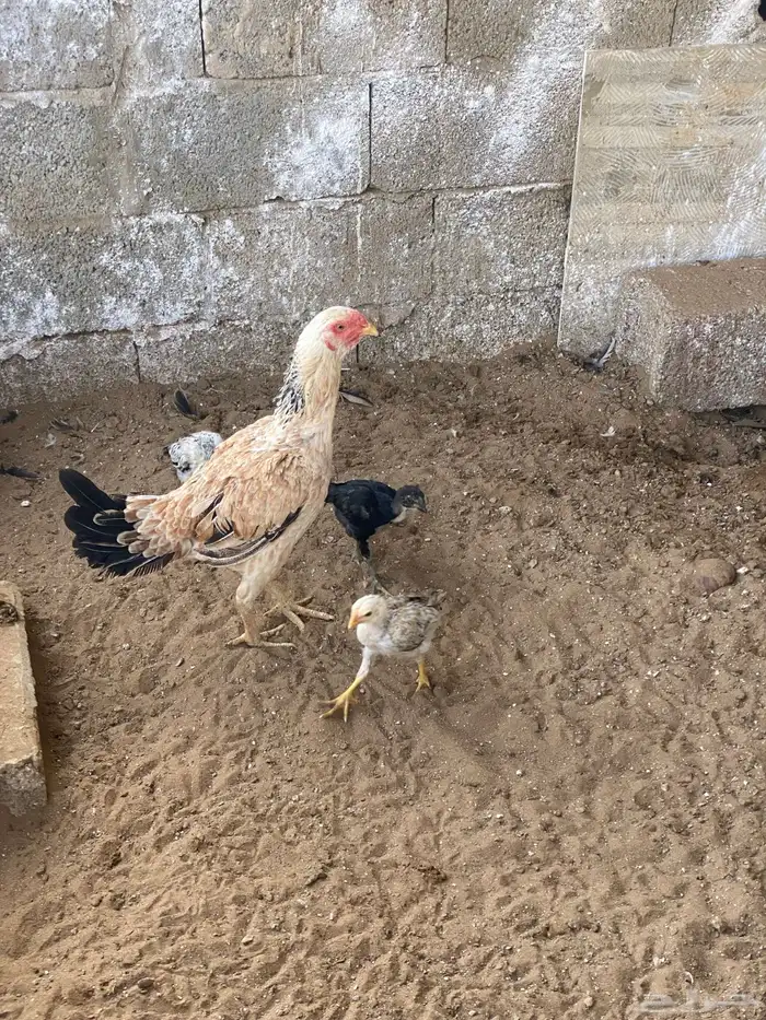 دجاجه باكستاني وفروخها 2