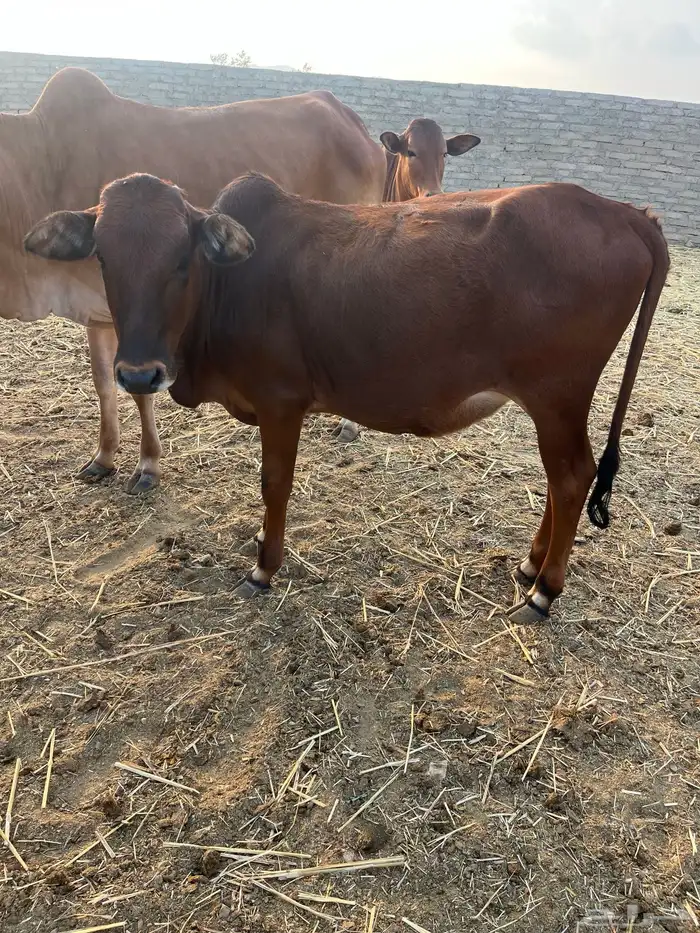 حسلان. بلدي. 18