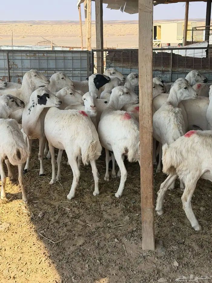 غنم رفيد. عددها30 دفيع شرط فحص سونار 0