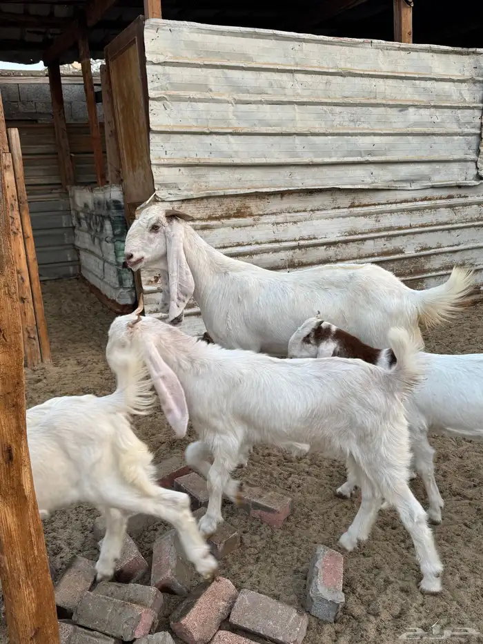 للبيع عدد 36 عنز مشروك وهولندي مواليد 1