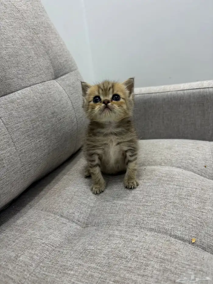 قط صغير ( كيتن ) للبيع 5