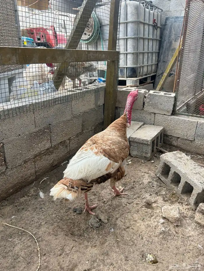 للبيع ديك رومي 0