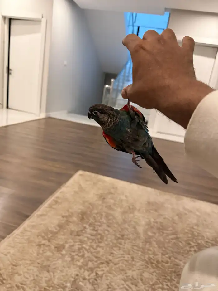 كنيور أليف جدا 4