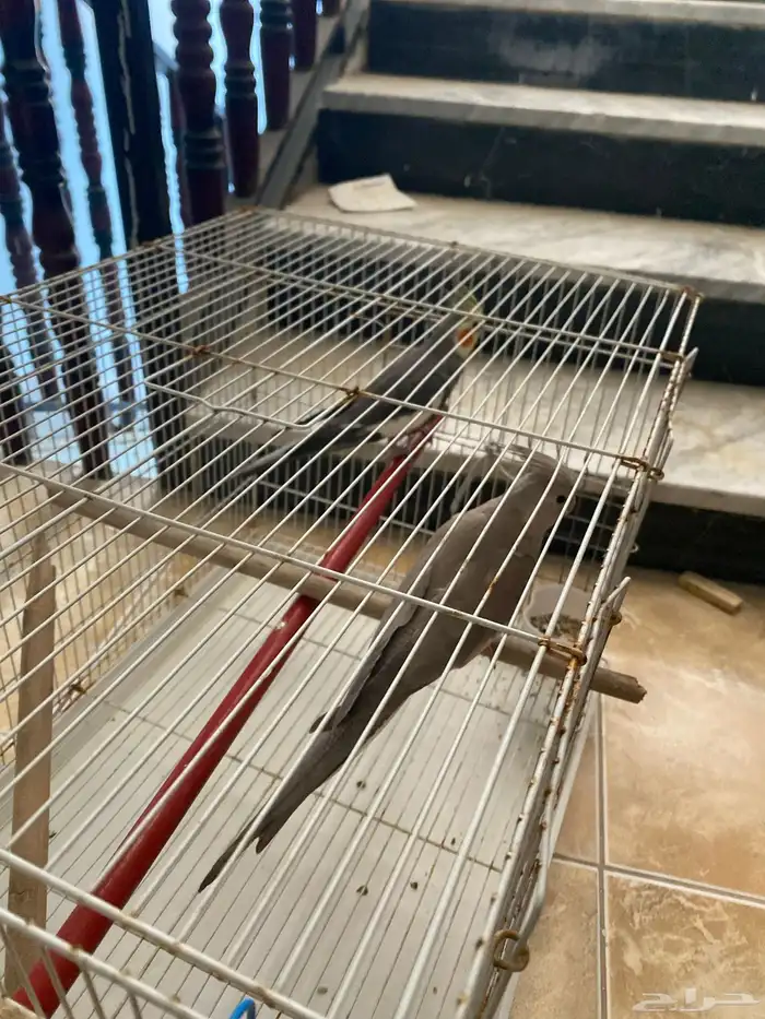 كروان جوز ع السوم مافيهم إلا العافيه سبب البيع متجاهلهم 1