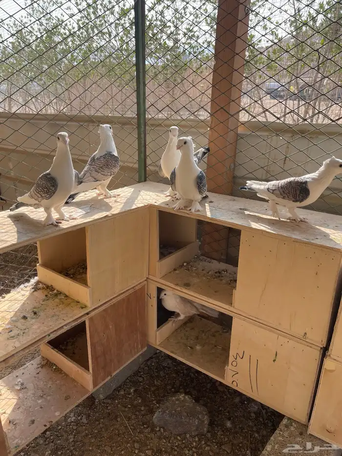 البيع حمام حب رمان جوزين وفريدوفيه جوز منتج 0