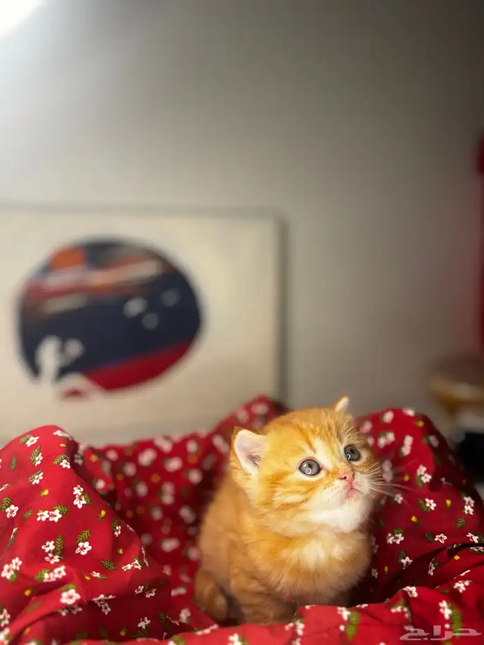 قطط لبيع سكوتش فولد 2