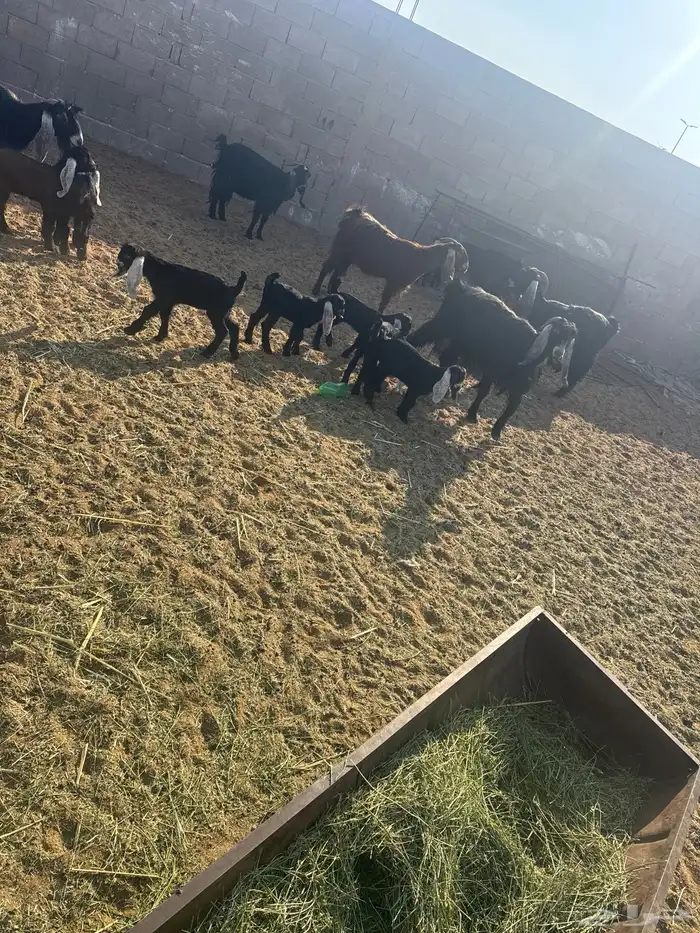 للبيع معزه مواليد. عدد 10 معها 19 واحد ثنيه واحد رباع والب 0