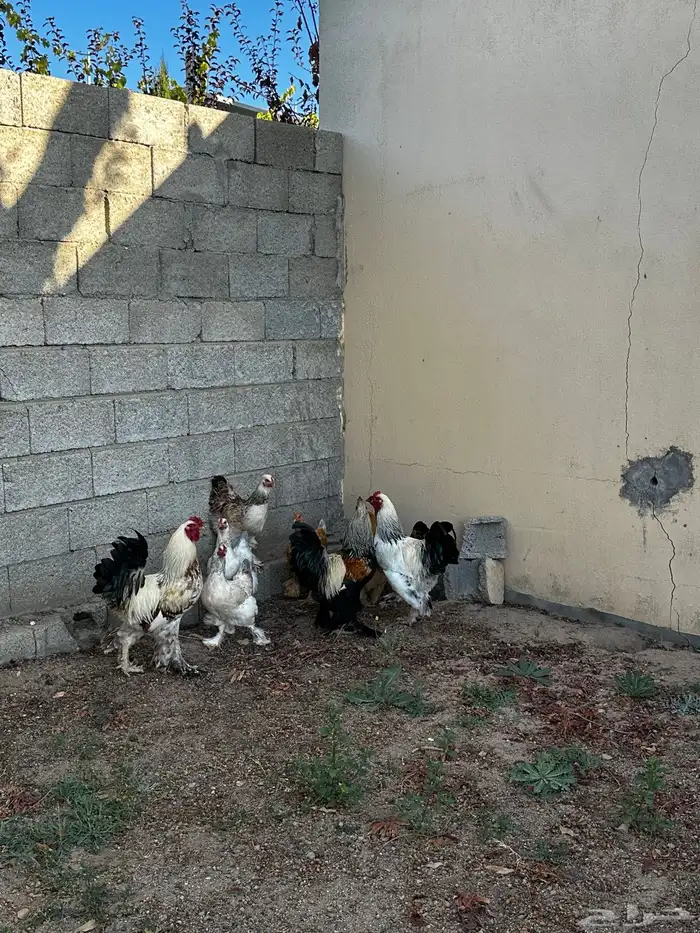 دجاج براهما 3