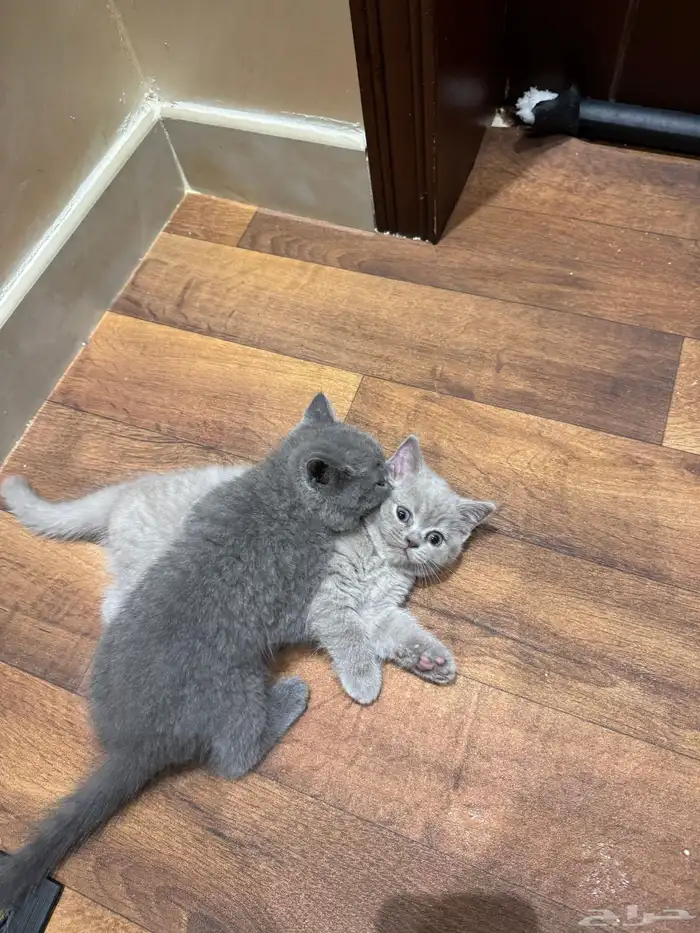 قطط صغار للبيع 2