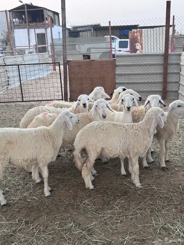 نعيمي او حري تمارا مع الذبح والتوصيل 1