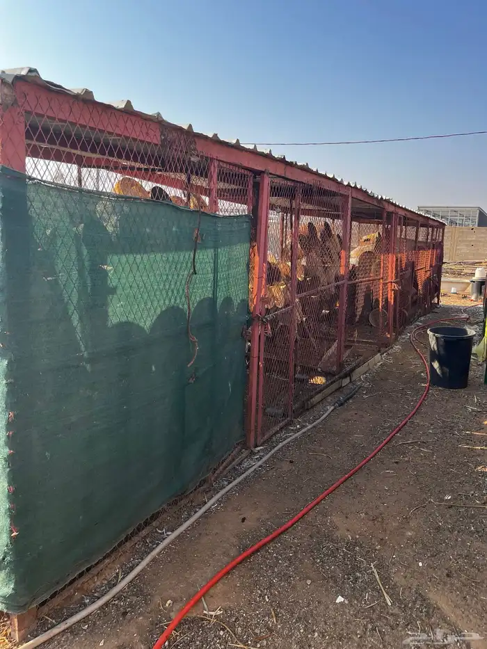 حضاير حمام مقاسات مختلفه 0