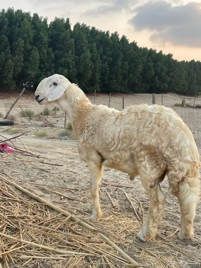 مشروع فحل خروف 0