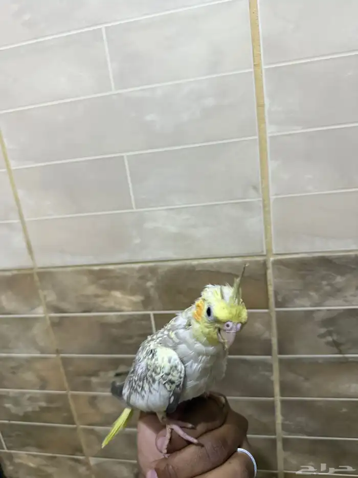 للبيع كروان الليف 3