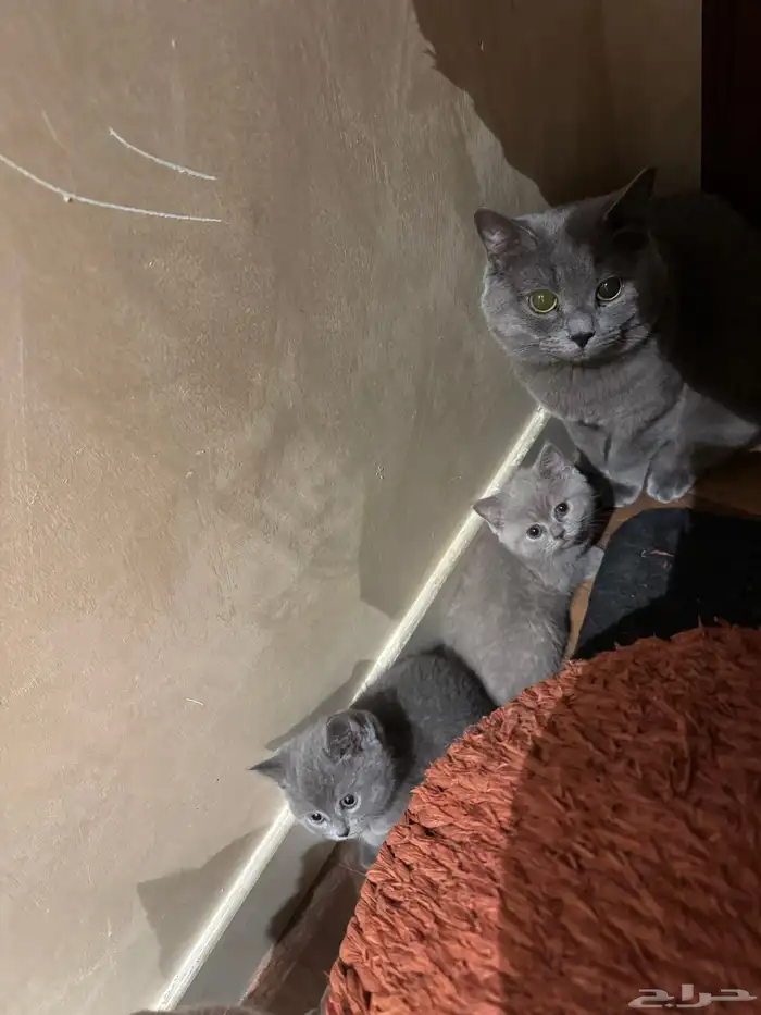 قطط صغار للبيع 0