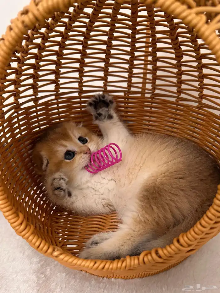 قطوه سكوتش فولد انثى عمرها شهرين مطعمه 1