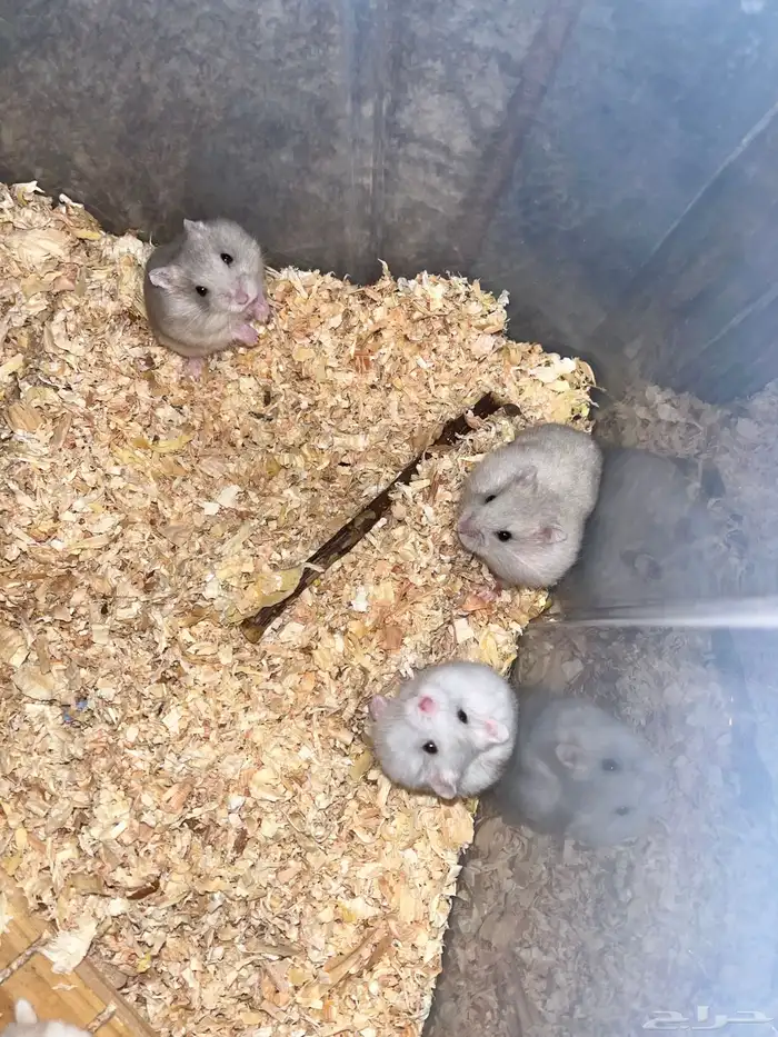 هامسترات ونتر وايت نونات للبيع 1