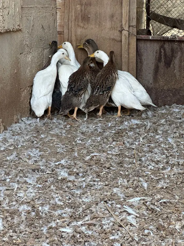 بط بكيني وشرشيري 6