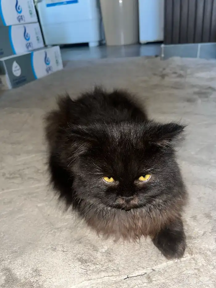 قطه للتبني 1