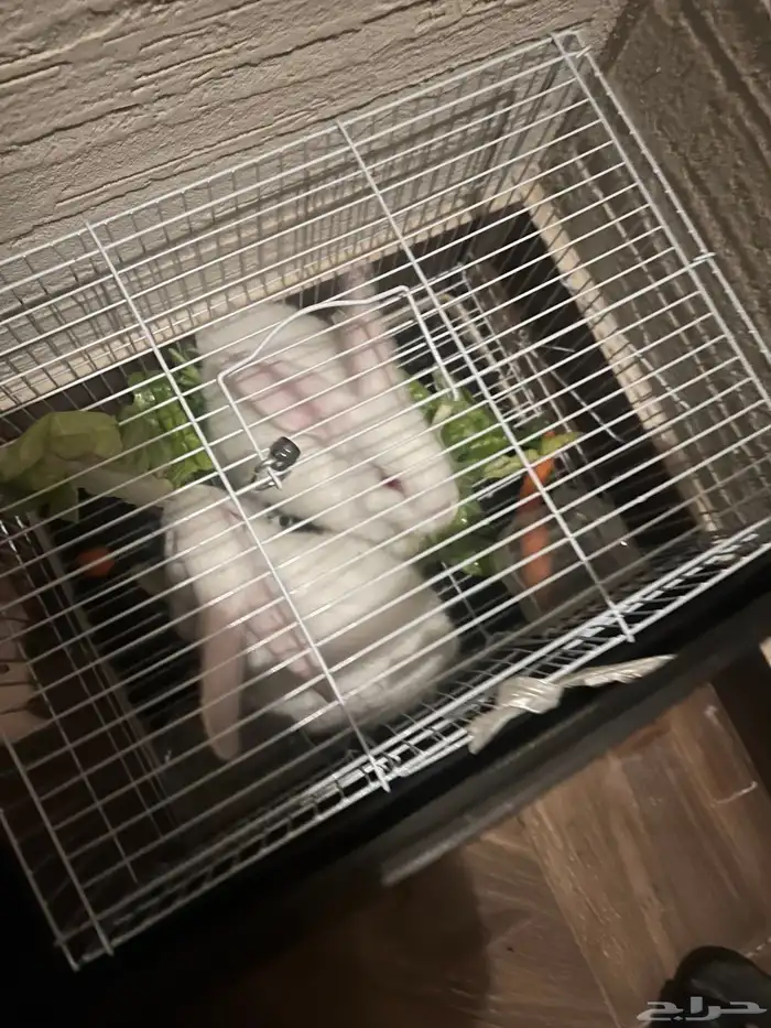 ارانب ارانب 3