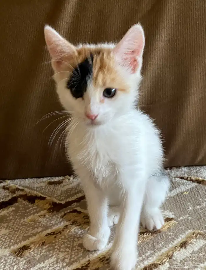 قطه بلديه انثى 0