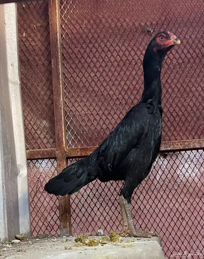 زوج الماني 3