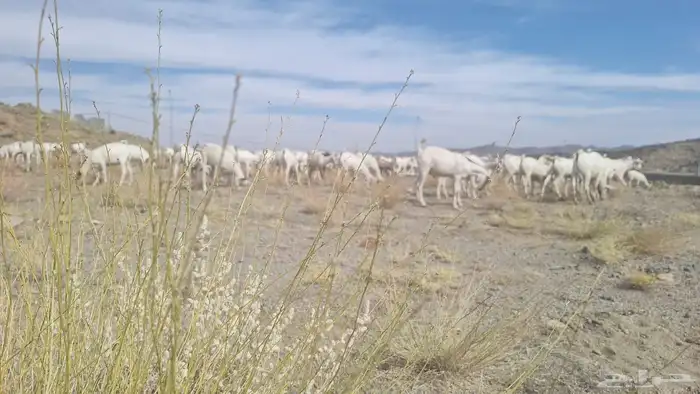 تيوس البرتاوي من 700 و750 2