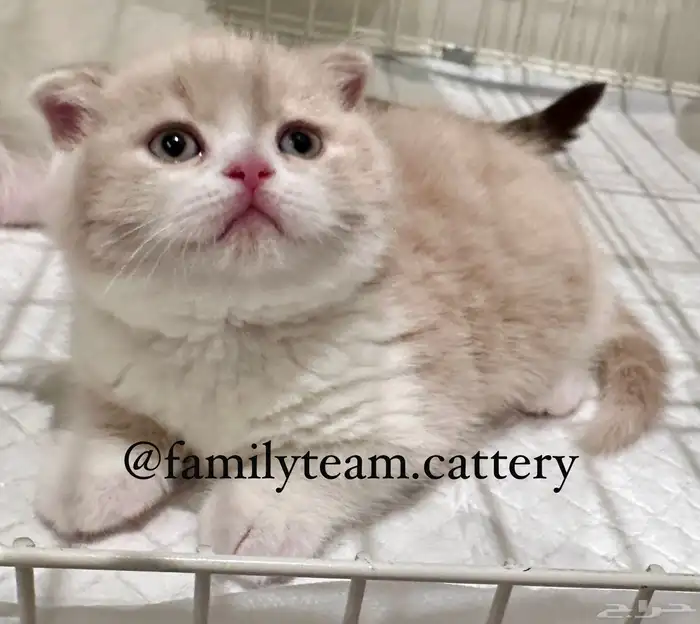 قطط قط سكوتش 1