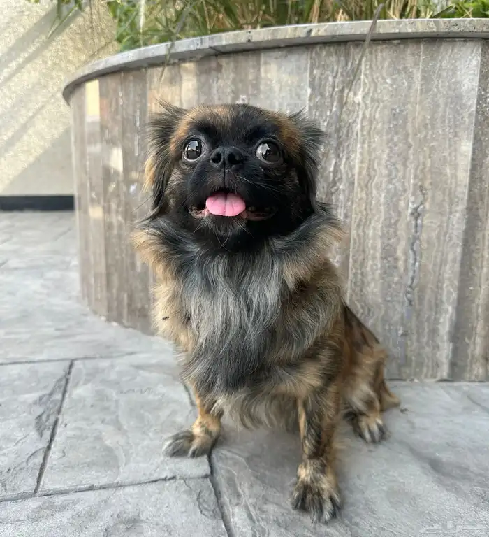 للبيع كلب بكنيز نادر وجميل جدا 4