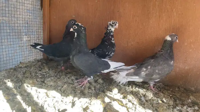 قطايف فرايد 1