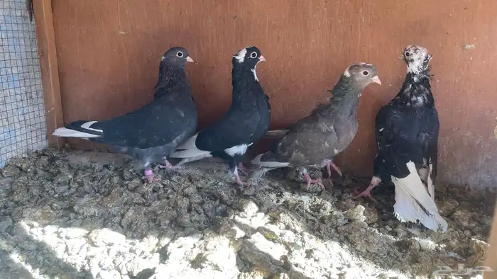 قطايف فرايد 0