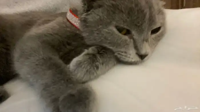 قطه للتبني نوعها سكوتش فولد 1